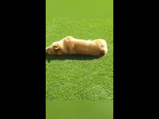 clip @videfunny | @videfunny