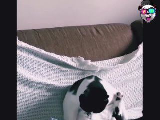 animals behind the line of trash calm, leave the real rzhak for later here | @videfunny