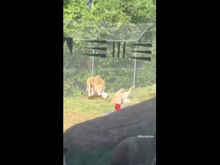 a selection of jokes | @videfunny