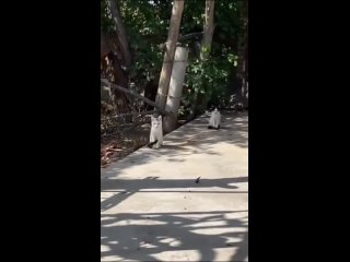 video from @videfunny | @videfunny