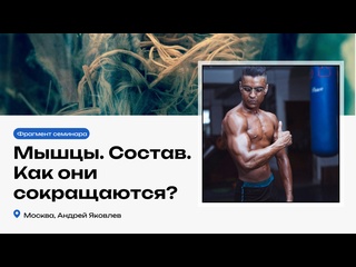 muscles. what are they consist of and how are they contracting? andrey yakovlev