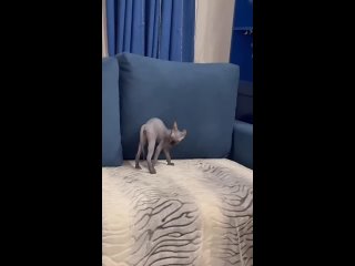 clip @videfunny | @videfunny